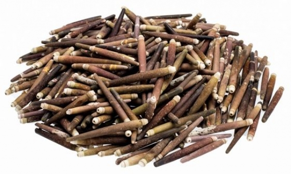 Seeigelstachel 1kg ca. 4-8 cm